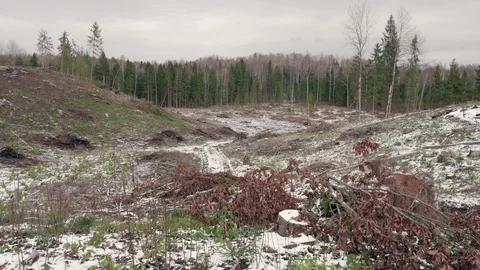 View of felled forest 스톡 동영상 119803102
