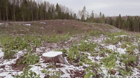 View of felled forest 스톡 동영상 119803112