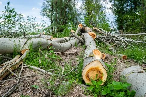View of felled trees in the forest. Stock Photos