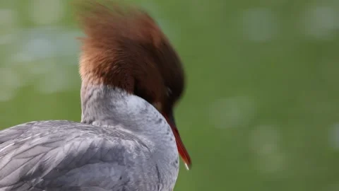 View of a female common merganser with its reddish crest, France. Video stock 333523433
