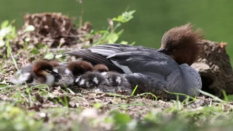 View of a female common merganser resting with her ducklings on a bank, France. Video stock 333523579