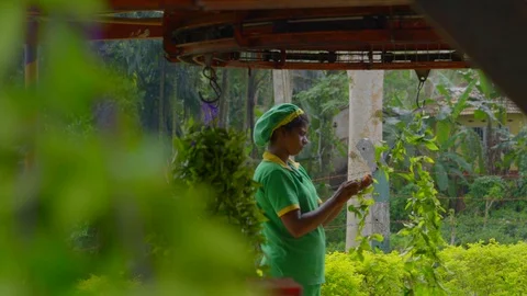 View of female worker picking tea leaves, with affect focus and out of focus Stock-Footage 107211921