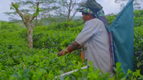 View of female worker picking tea leaves in Sri Lanka Stock-Footage 107213220