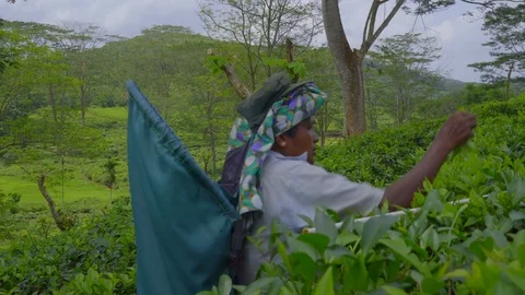 View of a female worker picking tea leaves on green plantation Stock Footage 107534101