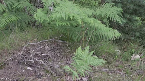 View on fern and pine tree in Cannock chase forest Stock Footage 112395181