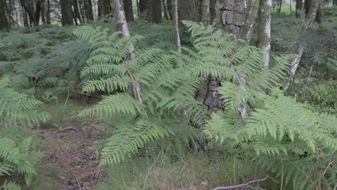 View on fern and pine tree in Cannock chase forest Stock Footage 112395774