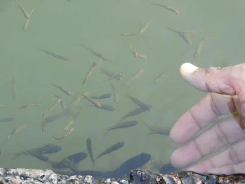 View of a few fish inside a pond and a mans hand Foto stock