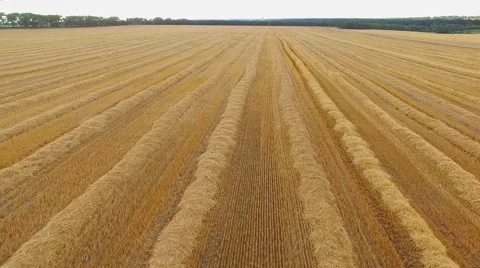 View of field from air. Stock Footage 66695219