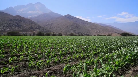 View of field and mountain Stock Footage 62387922