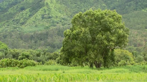 View of field and tree in Bali Hai Stock Footage 54592503