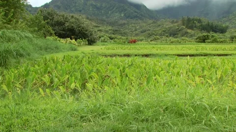 View of field in Bali Hai Stock Footage 54592498