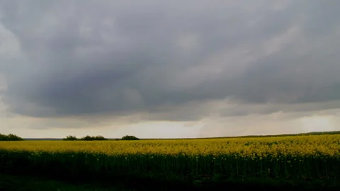 View of the field with blooming rapeseed. Video stock 107780466