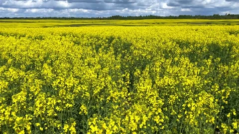 View of a field with blooming yellow rapeseed flowers Stock Footage 195998701