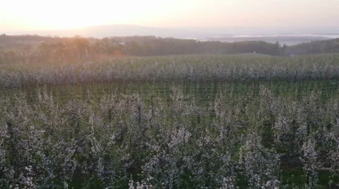 View of field with blossoms Vídeos de archivo 50165639