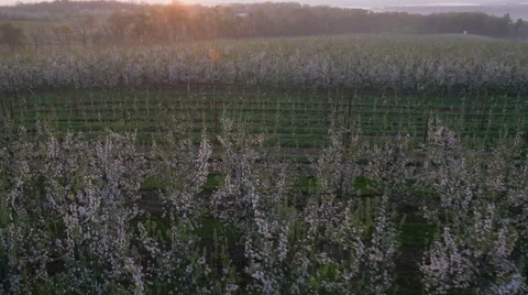 View of field with blossoms Stock Footage 50165710