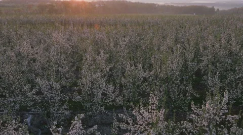 View of field with blossoms Stock Footage 50166510