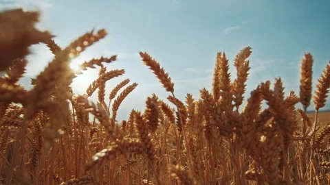 View of field. Close-up of ripe ears of wheat while harvest. Footage of Stock Footage 203001375