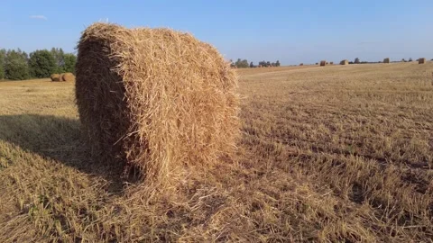 View of a field with cut grain. Straw bales on the field Stock Footage 159152143