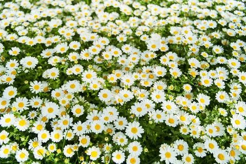 View of the field of daisies. Chamomile background picture. Stock Photos
