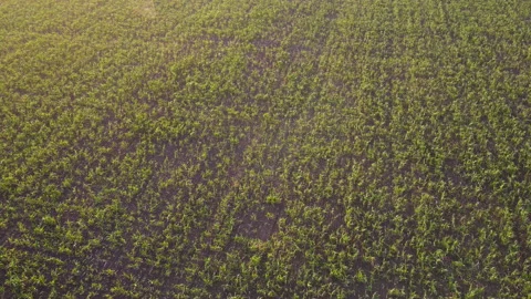 View of the field Stock Footage 163483618