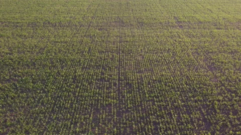 View of the field Stock Footage 163486952