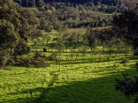 View of a field of grass use to feed cattle, illuminated by the light of the  Stock Photos