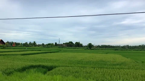 View of a field with green flat grass. Balinese garden crops. Stock Footage 154451247