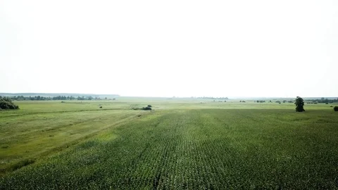View of the field green with ripe corn in the fall Stock Footage 94530523