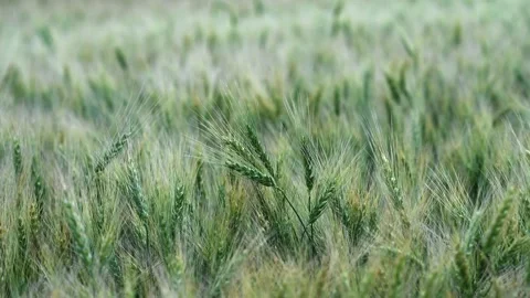 View of a field of green wheat with the focus concentrated on a few heads  Stock Footage 281184644