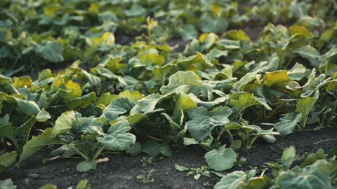 View of a field with growing green rape harvest. 4K Video stock 102455086