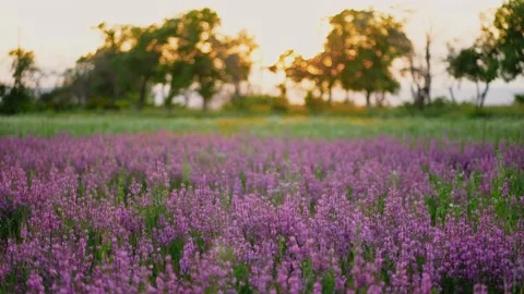 View of field of large blooming of lavender flowers. Lavender flowers summer Video stock 135152198