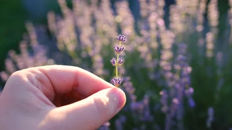 View of field of large blooming of lavender flowers. Relax. Aromatherapy Stock Footage 201306592