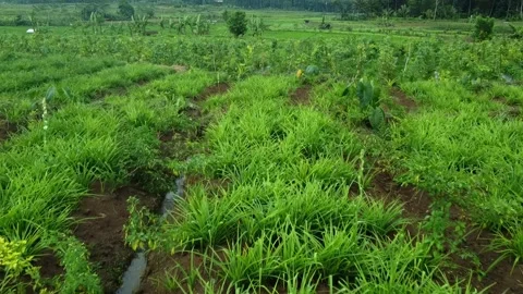 View of a field from near. Stock Footage 230395823