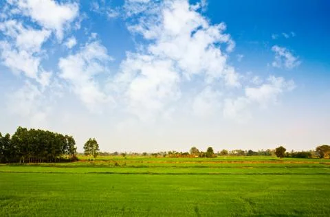 View of a field Stock Photos