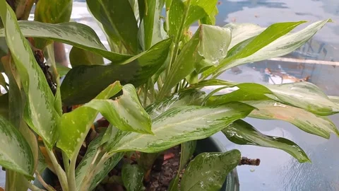 The view of field plants after rain Stock Footage 296025217
