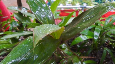 The view of field plants after rain Stock-Footage 296025220