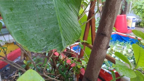 The view of field plants after rain Stock-Footage 296025267