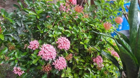 The view of field plants and ixora flowers Stock Footage 295492628