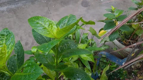 The view of field plants Stock Footage 295492825