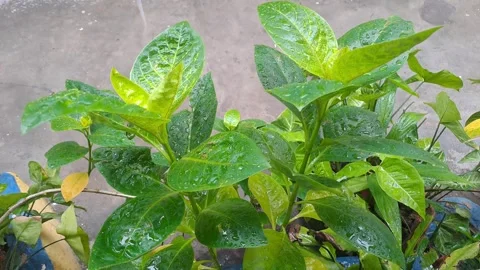 The view of field plants Stock-Footage 295492863