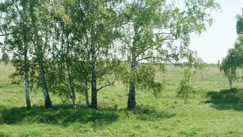 View of field, rare trees and country road from window of moving train. Sunny Stock Footage 115068594