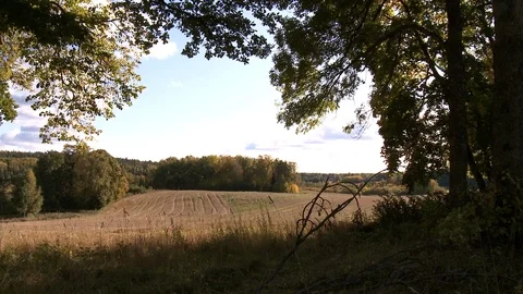 A view of a field from the shade of trees Video stock 87115152