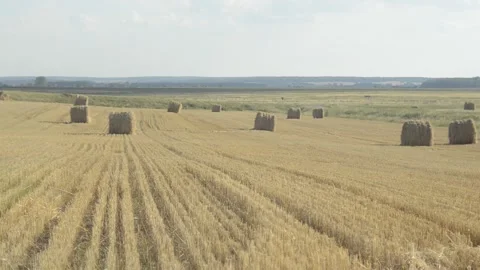The view to the field with straw rolls after harvest Stock Footage 144408979