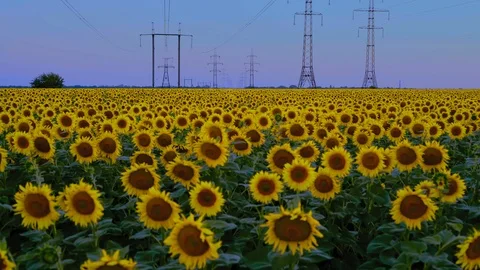 View of the Field of Sunflowers in the Background of High-Voltage Supports at Stock Footage 113256535