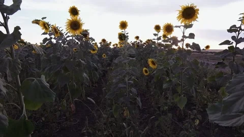 View of the field with sunflowers opens Stock Footage 136244194