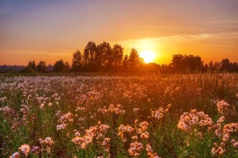 View of field thistle in sunset light Stock Photos