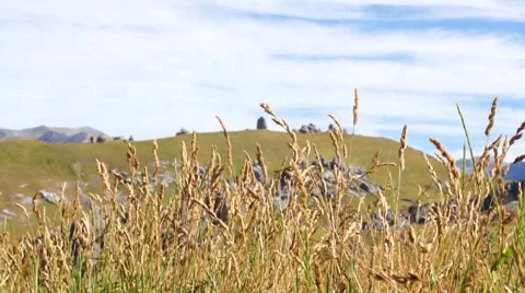 View of the field through the ears Stock Footage 44650853