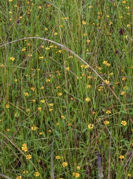 View of a field of tiny yellow creeping spot flowers in a wetland near the to Stock Photos