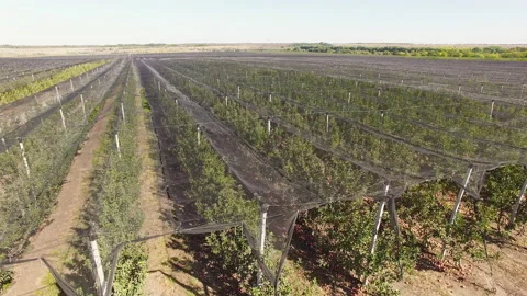 View of a field with vegetable beds Stock Footage 153030331