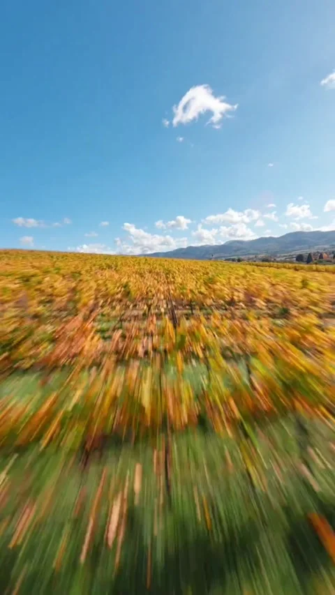 View of field of wheat and sky Stock Footage 272925146